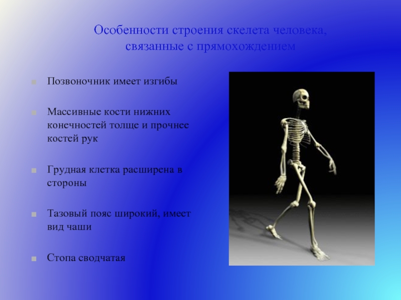 Признак позвоночника связанный с прямохождением. Особенности строения скелета. Особенности конечностей человека. Скелет человека прямохождение. Скелет нижних конечностей особенности строения.
