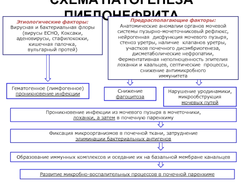 Схема патогенеза пиелонефрита