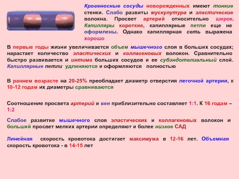 Как изменяется просвет артерий