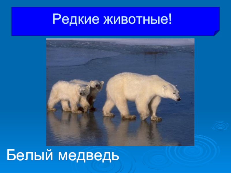 Белый медведьРедкие животные!
