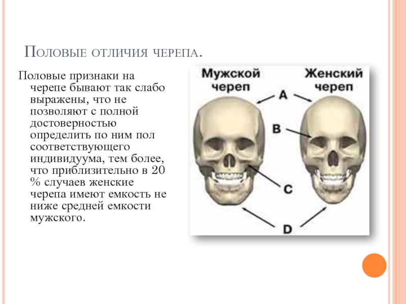 Носовая кость лицевого черепа