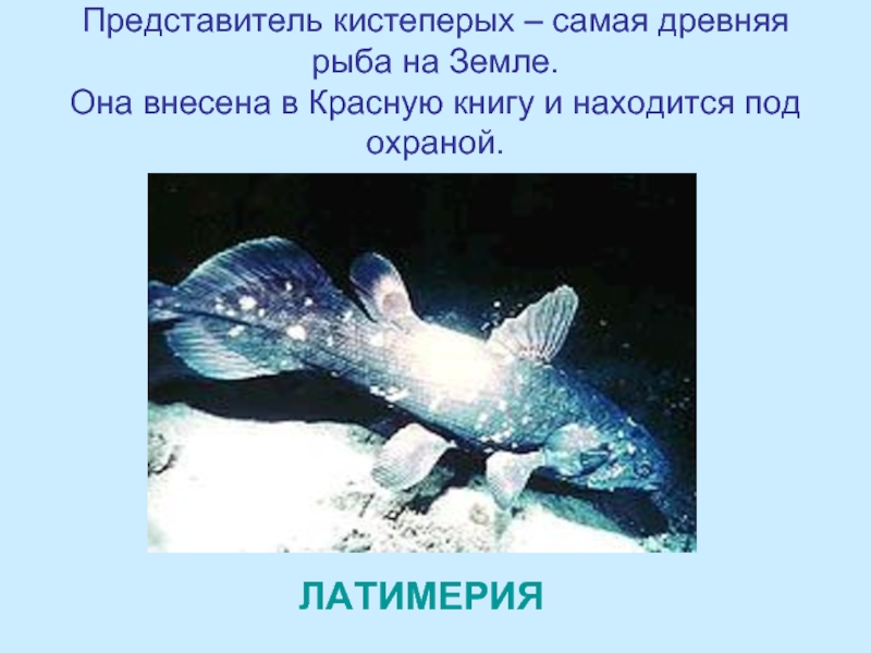 Представитель кистеперых – самая древняя рыба на Земле.  Она внесена