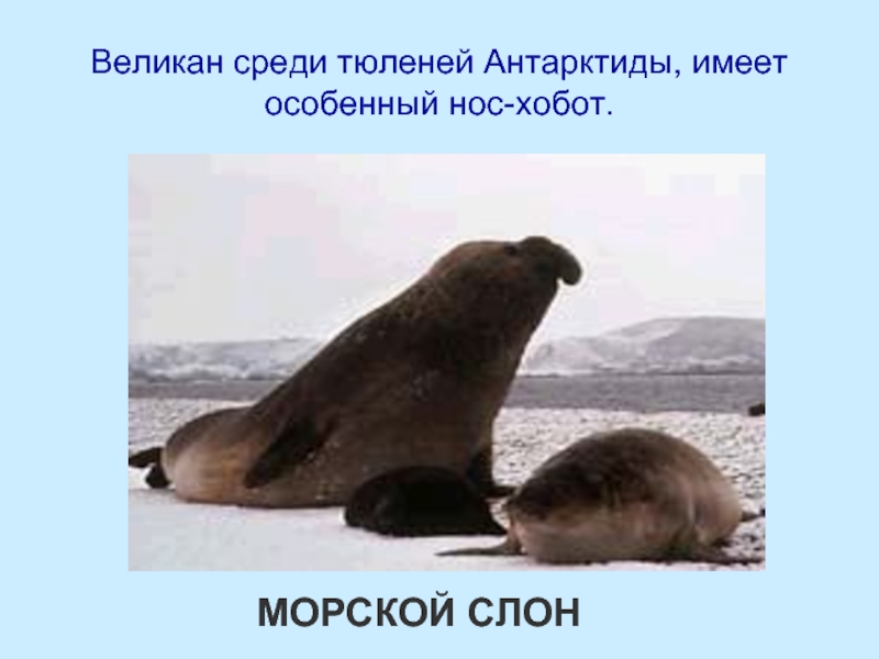 Великан среди тюленей Антарктиды, имеет особенный нос-хобот.МОРСКОЙ СЛОН