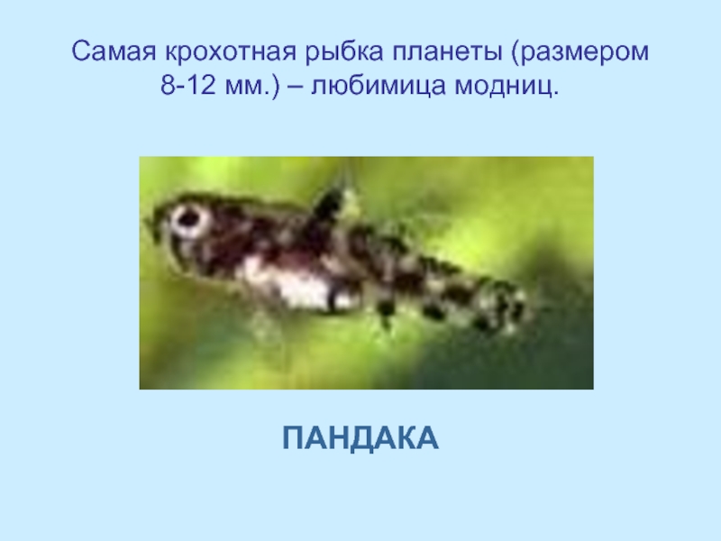 Самая крохотная рыбка планеты (размером 8-12 мм.) – любимица модниц.ПАНДАКА