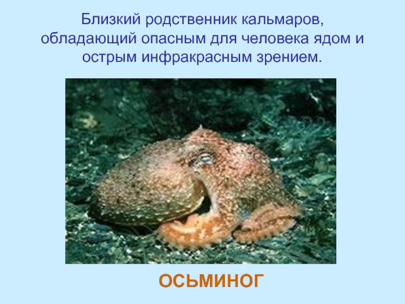 Близкий родственник кальмаров,  обладающий опасным для человека ядом и  острым инфракрасным зрением.ОСЬМИНОГ