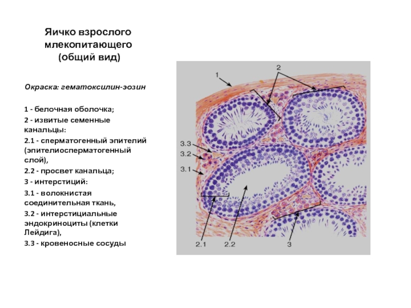 Рисунок семенника гистология