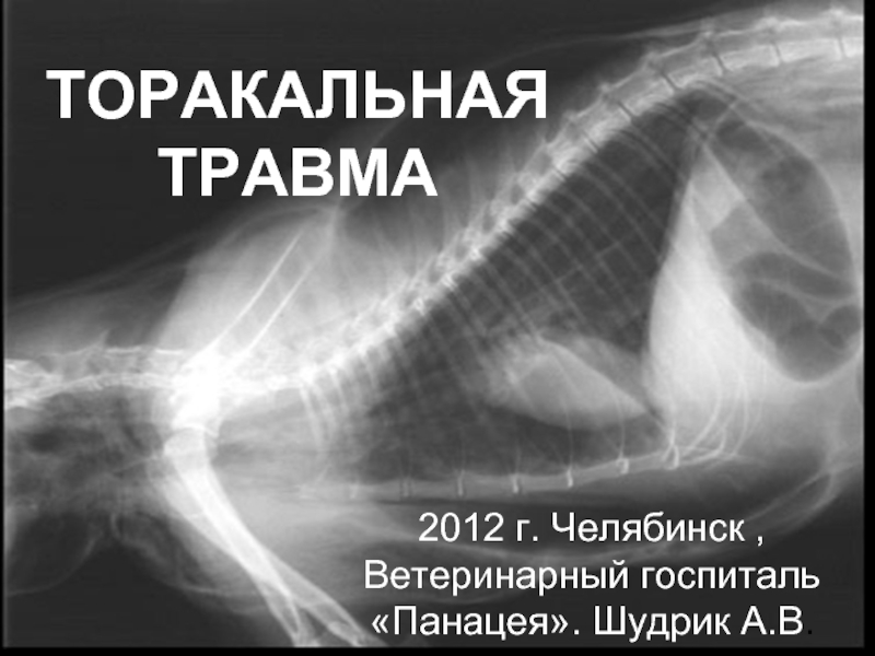ТОРАКАЛЬНАЯ ТРАВМА2012 г. Челябинск , Ветеринарный госпиталь «Панацея». Шудрик А.В.