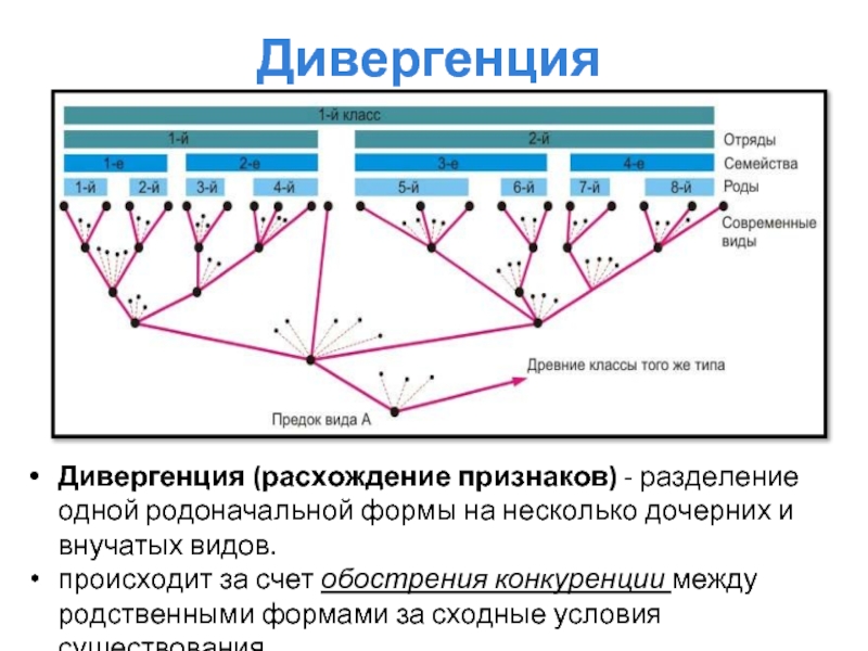 На рисунке представлена схема видообразования по ч дарвину какой эволюционный процесс