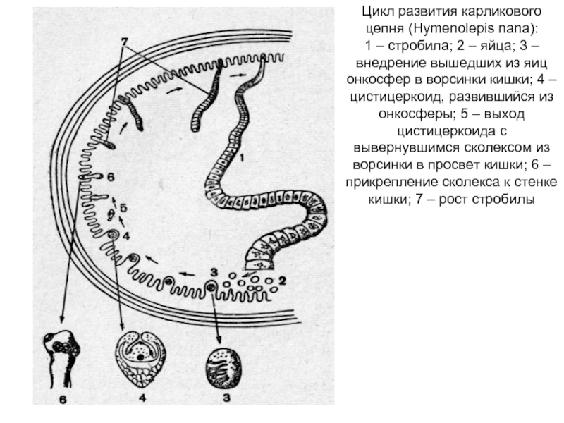 Цикл развития карликового цепня (Hymenolepis nana): 1 – стробила; 2 –