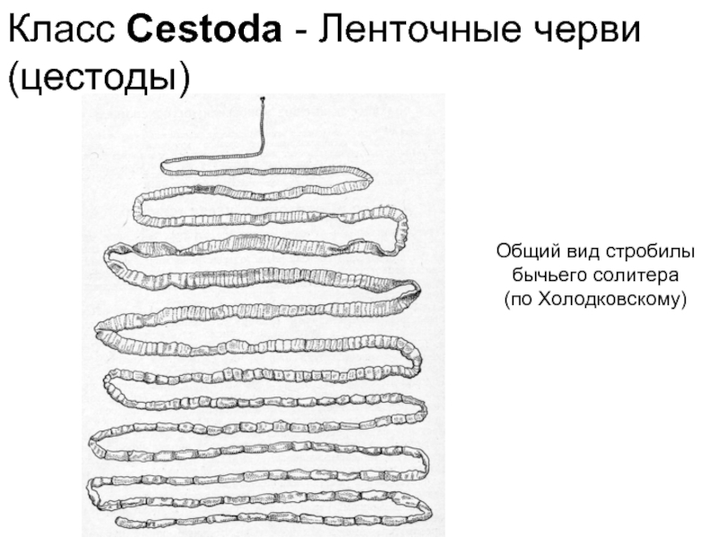 Общий вид стробилы бычьего солитера (по Холодковскому) Класс Cestoda - Ленточные черви (цестоды)