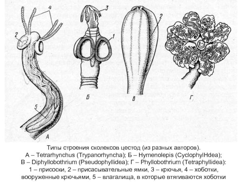 Типы строения сколексов цестод (из разных авторов). А – Tetrarhynchus (Trypanorhyncha);