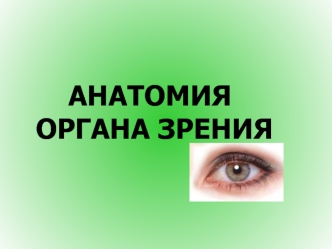 Анатомия органа зрения человека