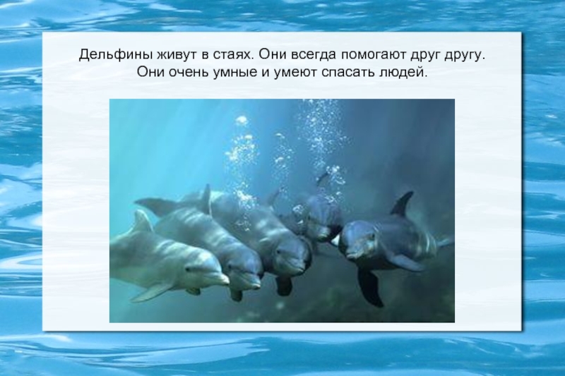 Дельфины люди моря проект 2 класс окружающий мир