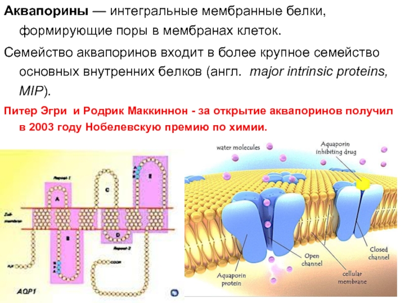 Интегральный белок мембраны клетки