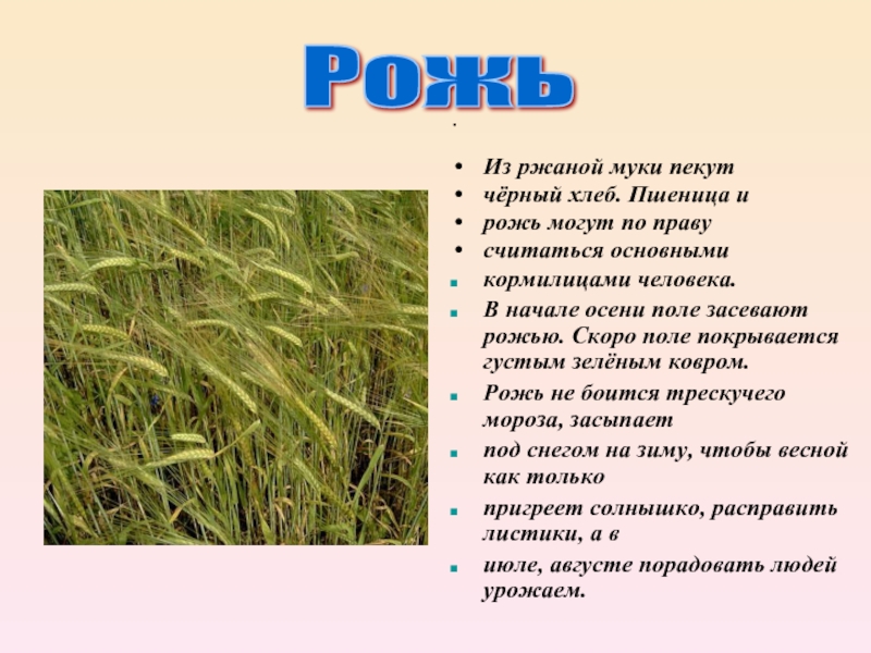 Окончание слова рожь. Сообщение о пшенице. Характеристика ржи. Пшеница доклад. Рожь характеристика.