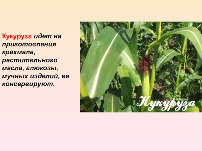 Кукуруза доклад 3 класс. Сообщение о кукурузе. Кукуруза культурное растение. Кукуруза растение описание. Кукуруза описание.