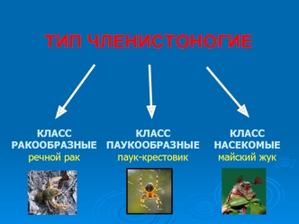 ТИП ЧЛЕНИСТОНОГИЕ