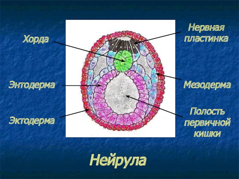 Полость первичной кишки зародыша