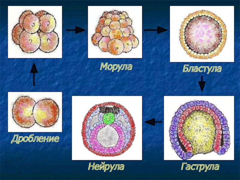 Дробление бластула гаструла. Зигота гаструла. Морула бластула. Зигота морула бластула гаструла нейрула. Зигота бластомер морула бластула.