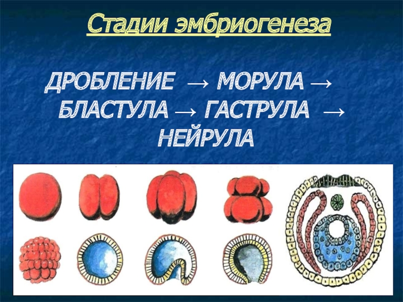 Как называется стадия развития зародыша изображенная на рисунке бластула гаструла нейрула морула