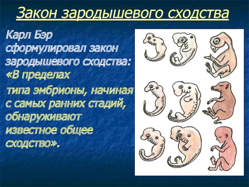 Сравните основные стадии зародышевого развития позвоночных используя рисунок 221 на странице 269