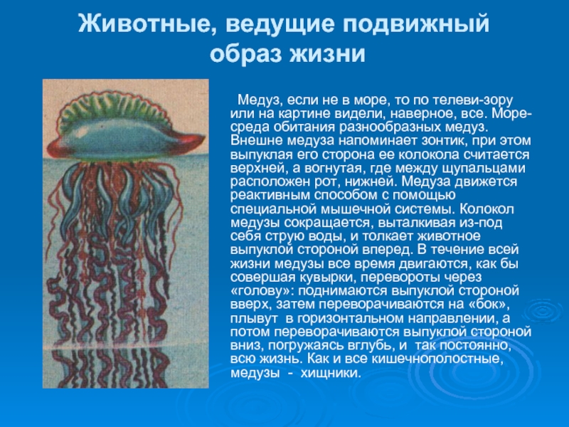 Что такое прикрепленный образ жизни в биологии. Образ жизни медузы. Образ жизни кишечнополостных. Сообщение о кишечнополостных. Кишечнополостные медузы.