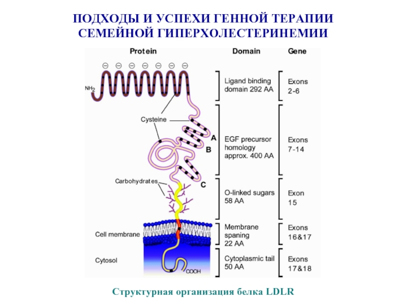 Генная терапия презентация