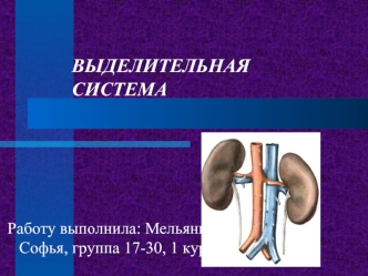 Выделительная система