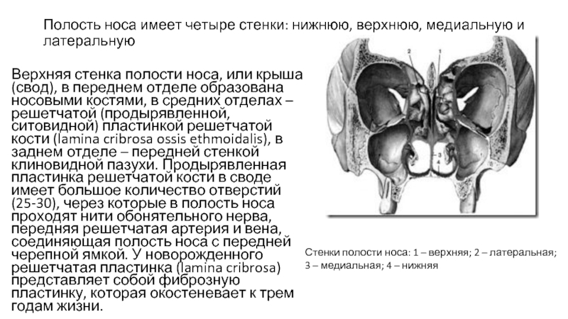 Медиальная стенка