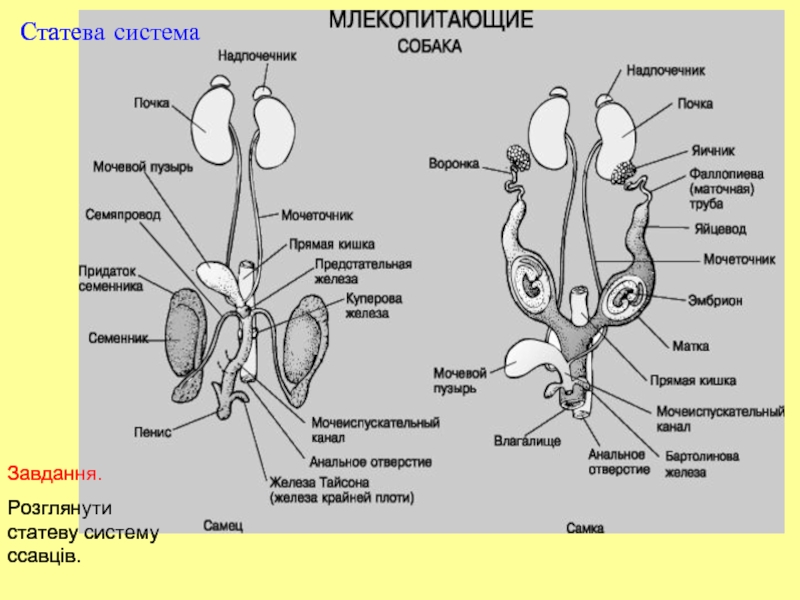 Выделительная система млекопитающих рисунок
