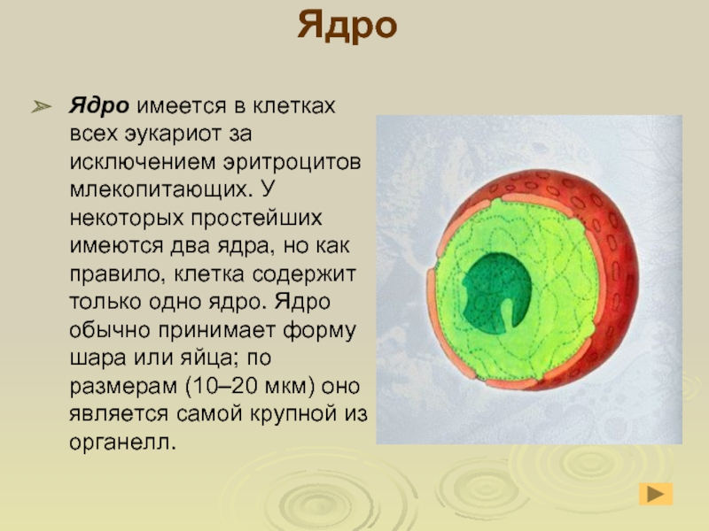 В ядре клетки находятся. В клетке имеется ядро. Имеется ядро. Что делает ядрышко. Размер ядра клетки.