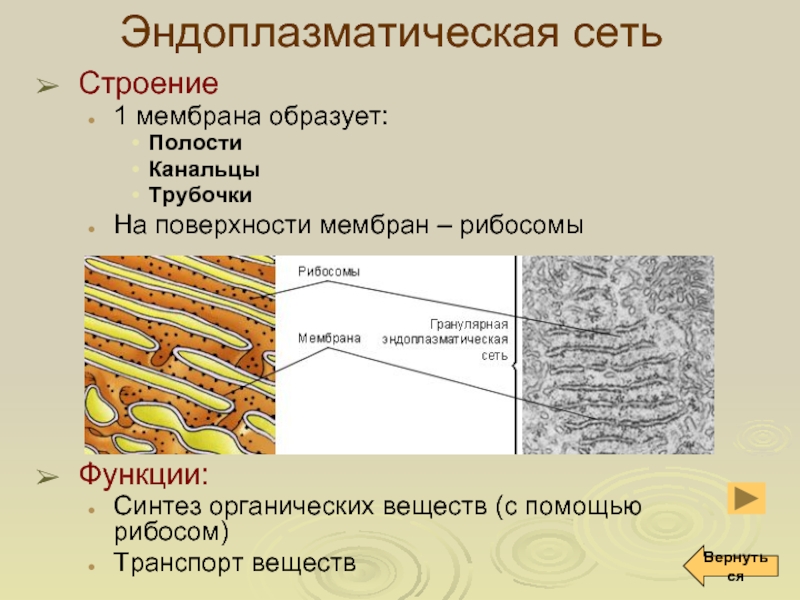 Эндоплазматическая сеть функции. Гранулярная эндоплазматическая сеть функции. Гранулярная эндоплазматическая сеть строение. Гранулярная эндоплазматическая сеть обеспечивает. Эндоплазматическая сеть строение и функции таблица.