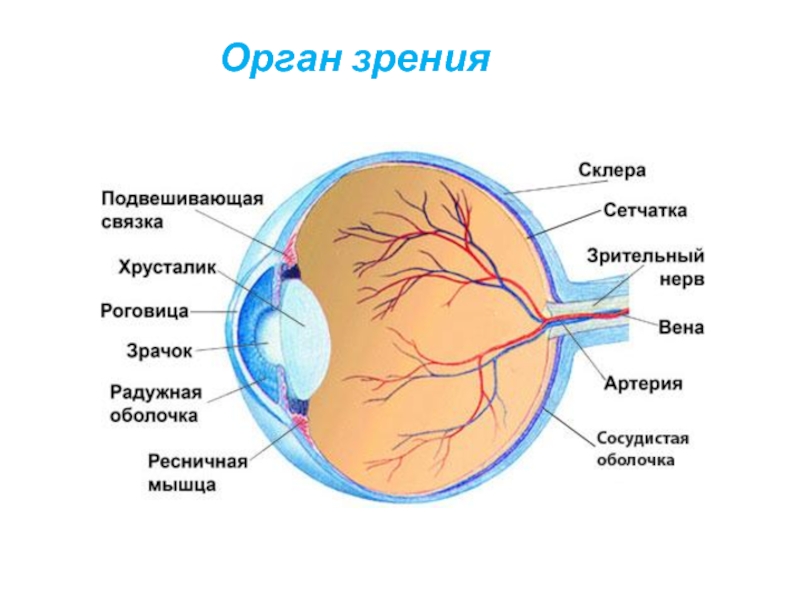 Найди какими цифрами на рисунке обозначены следующие органы