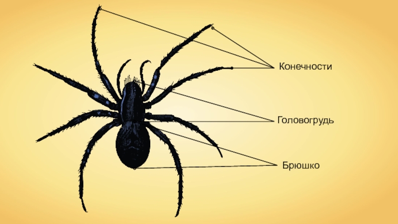 Рассмотрите рисунок напишите названия частей тела паука обозначенных цифрами