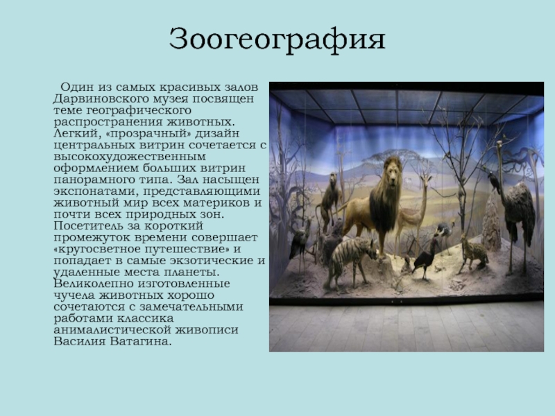 Зоогеография. Дарвиновский музей зоогеография. Дарвиновский музей зал зоогеографии. Зоогеография животных. Зоогеография это в биологии.