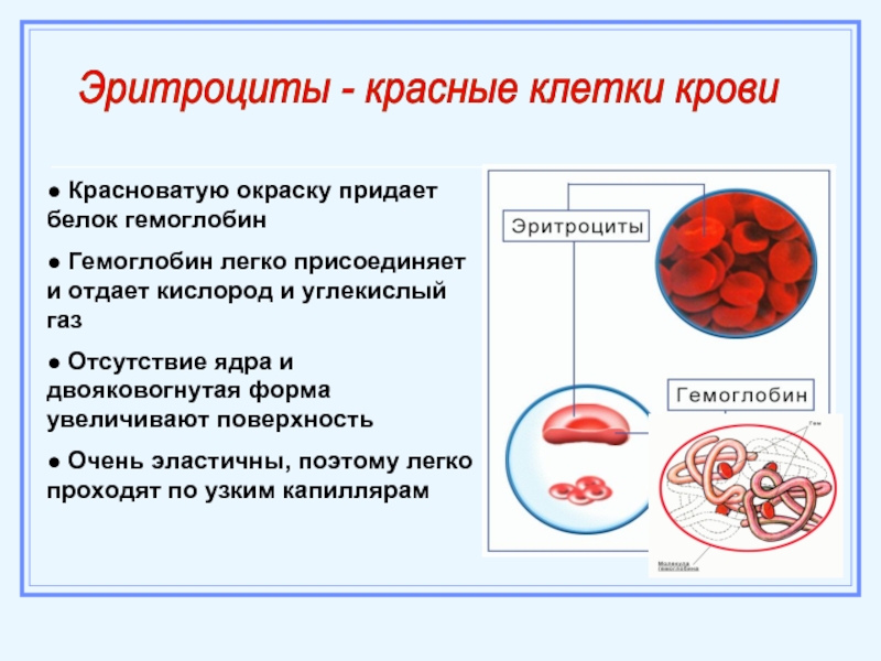 Физиология эритроцитов презентация