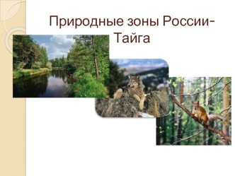 Природные зоны России-Тайга