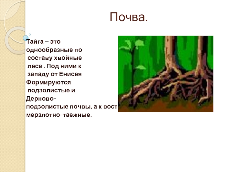 Почвы зоны хвойных лесов. Почвы тайги. Почва тайги тайги. Почвы в еловых лесах. Почвы тайги в России.