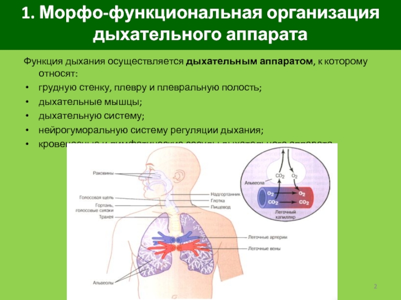 Схема функциональной системы дыхания