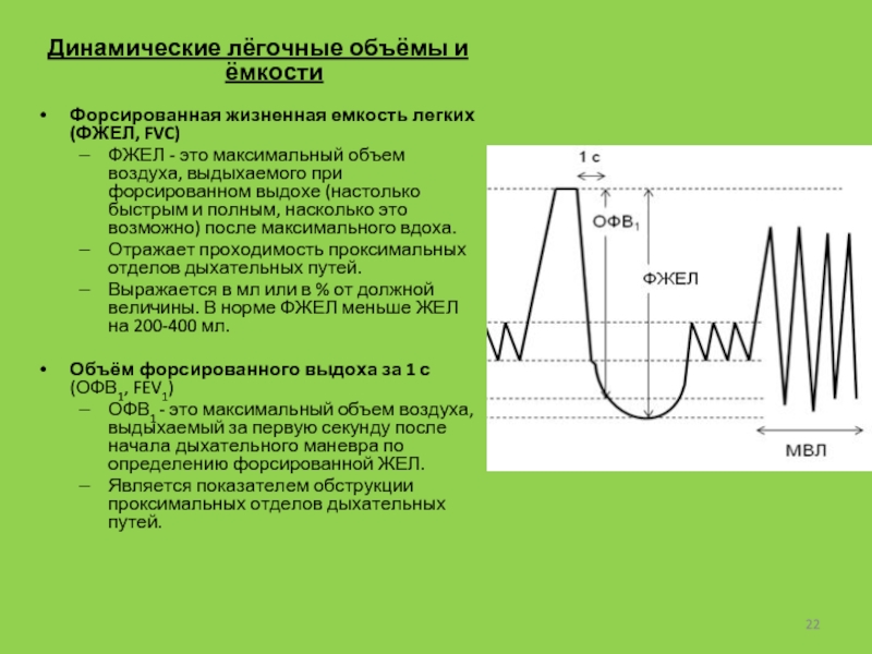 Жизненный показатель легких