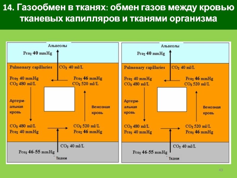 Обмен тканей. Тканевый обмен информации. Обмен тканях и легких таблица. Го за обмен в тканях кратко.