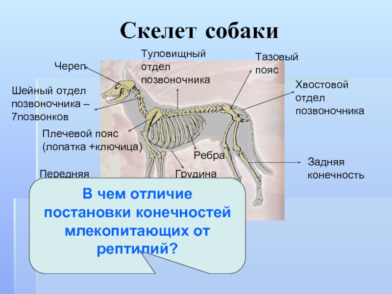 Хвостовой отдел в позвоночнике у кого. Пояс задних конечностей у млекопитающих. Скелет собаки. Отделы передних конечностей млекопитающих. Скелет конечностей млекопитающих.