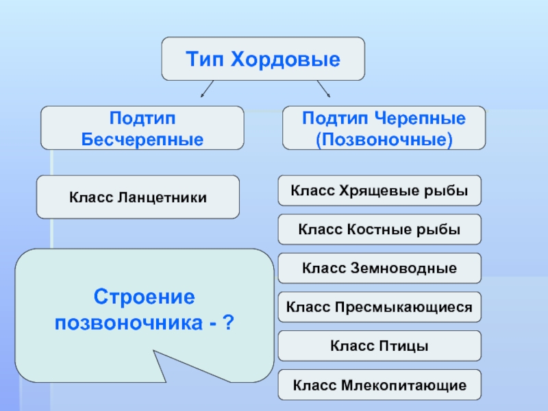 Тип хордовые презентация