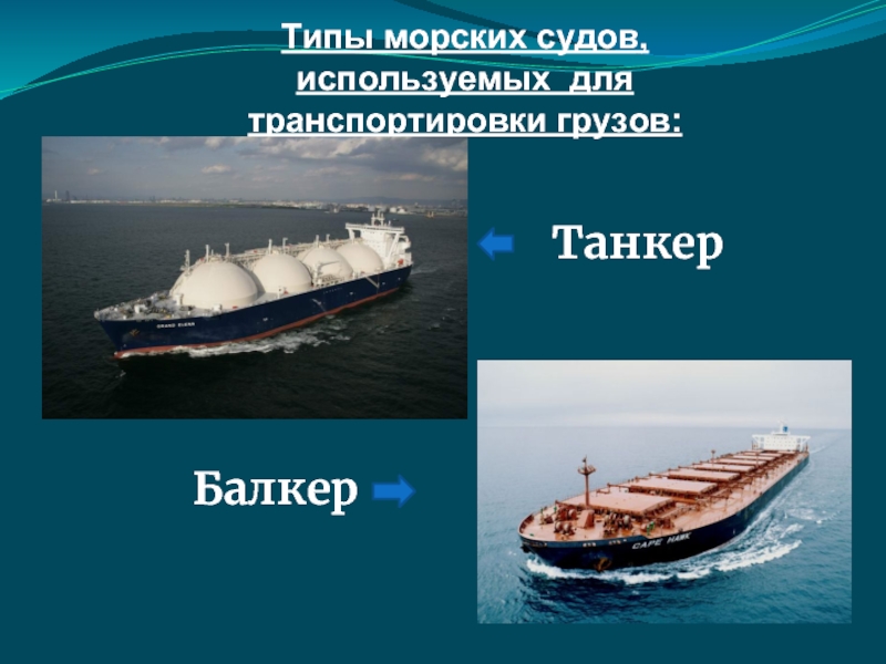 Тип морской