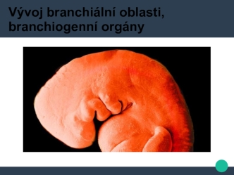 Vývoj branchiální oblasti, branchiogenní orgány