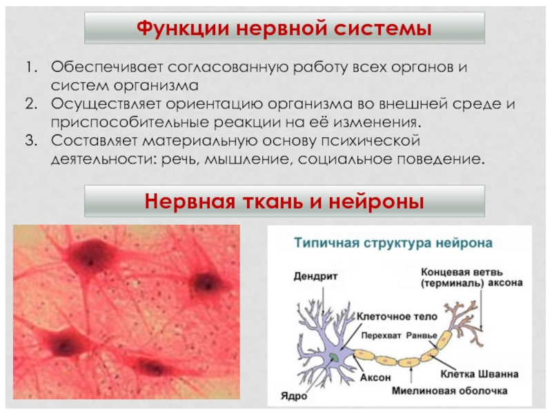 По которое обеспечивает согласованную работу всех узлов компьютера