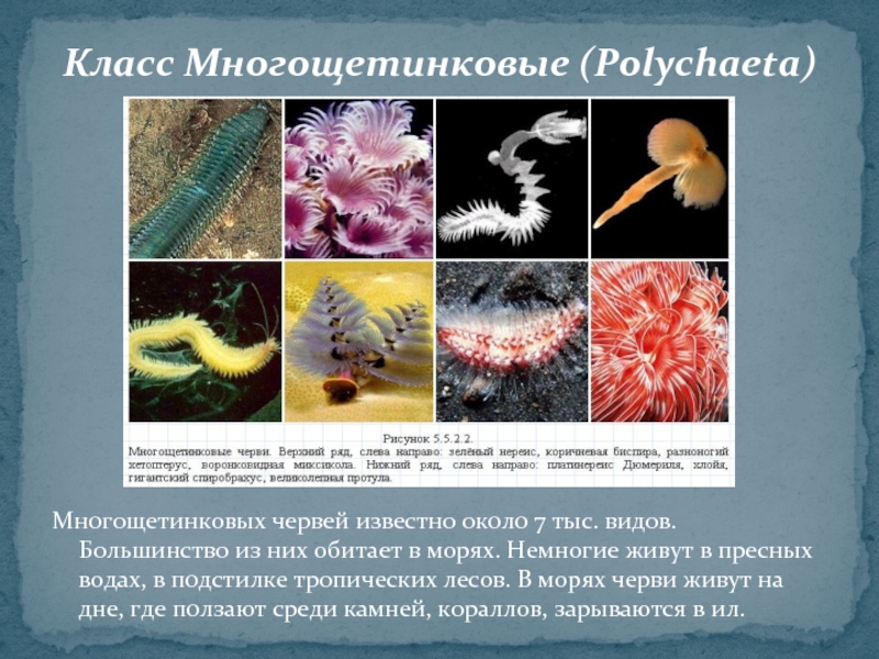 Образ жизни многощетинковых. Многощетинковые кольчатые черви. ЯКЛАСС 7 класс кольчатые черви многощетинковые. Класс кольчатые черви класс многощетинковые. Кольчатые черви класс полихеты.