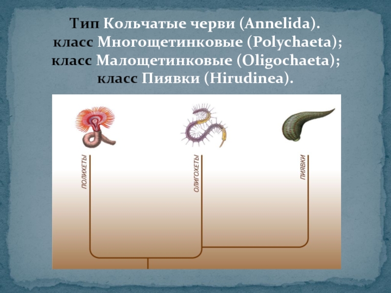 Кольчатые черви 7 класс биология. Класс щетинковые черви 7. Тип кольчатые черви Annelida. Тип кольчатые черви классы. Типы развития червей.