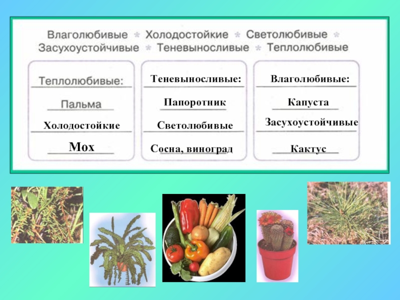 Растения влаголюбивые и засухоустойчивые 2 класс презентация