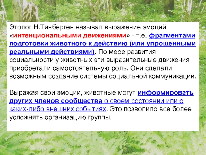 Объект этологии. Тинберген этология. Этология эмоций. Тинберген поведение животных. Этолог.